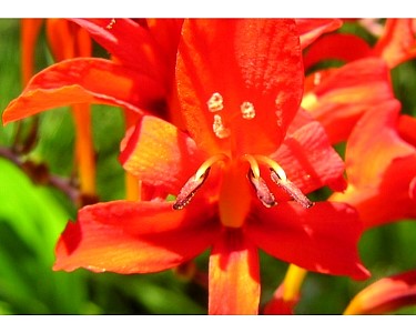 pict0349crocosmia_12.jpg