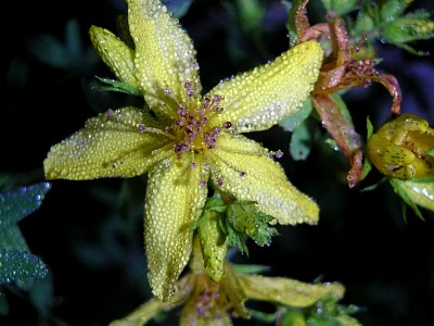 pict3631stjohnswort_28.jpg