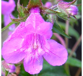 pict3689penstemon_29.jpg