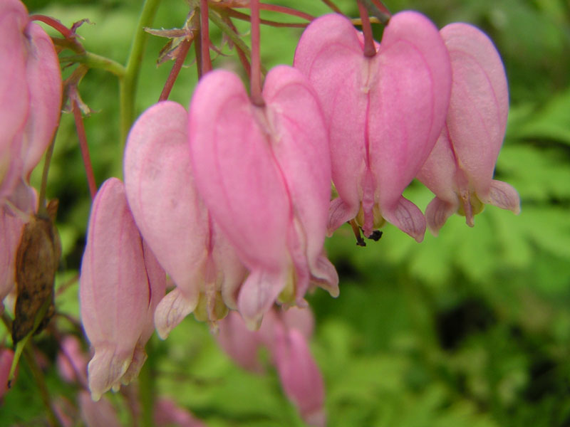 bleeding hearts