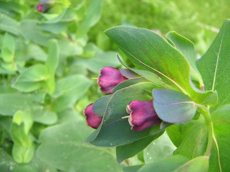 cerinthe major