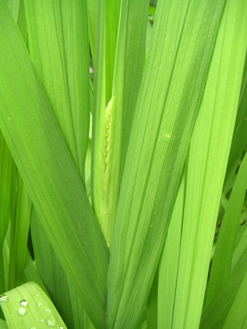 crocosmia