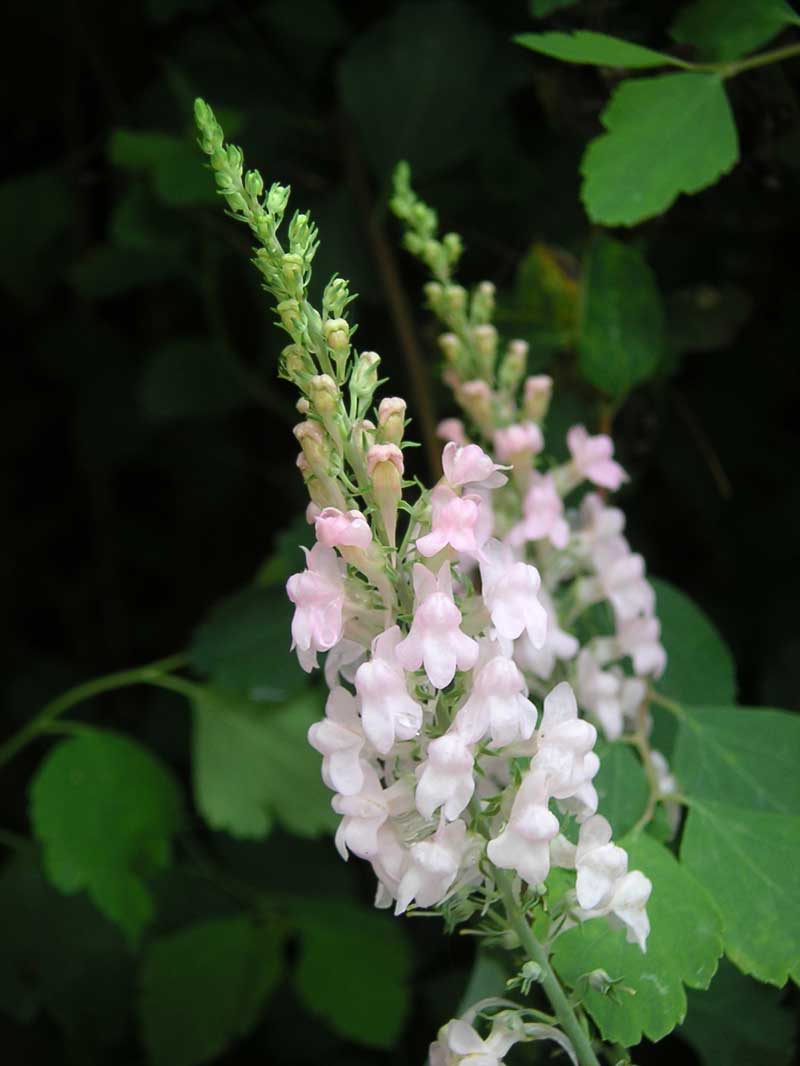 toadflax