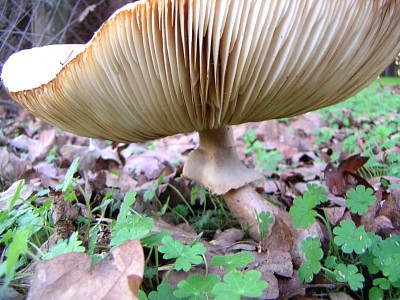 mushrooms_pict2283_23.jpg