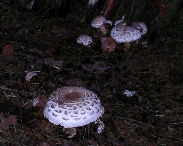 mushrooms_pict2295_28.jpg