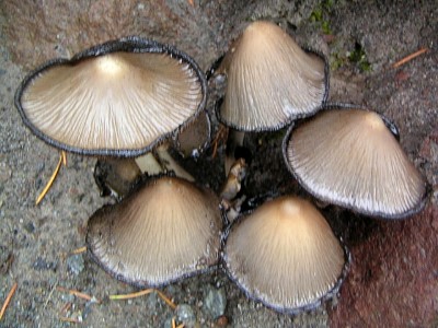 mushrooms_xpict2156_3.jpg