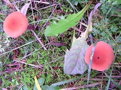 mushrooms_xpict2173_4.jpg