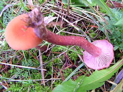 mushrooms_xpict2174_5.jpg