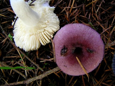 mushrooms_xpict2175_6.jpg