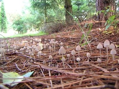 mushrooms_xpict2176_15.jpg