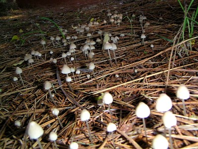 mushrooms_xpict2177_16.jpg