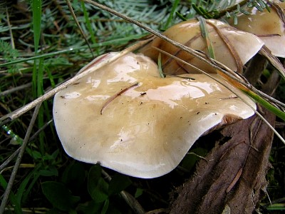 mushrooms_xpict2179_18.jpg