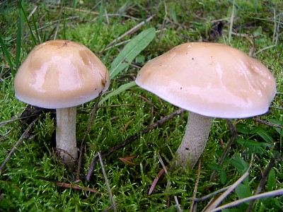 mushrooms_xpict2181_20.jpg
