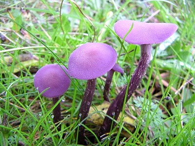 mushrooms_xpict2182_9.jpg