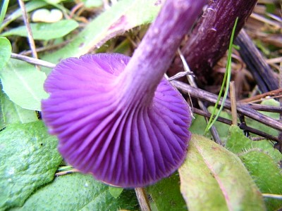 mushrooms_xpict2190_12.jpg