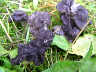 mushrooms_xpict2191_13.jpg