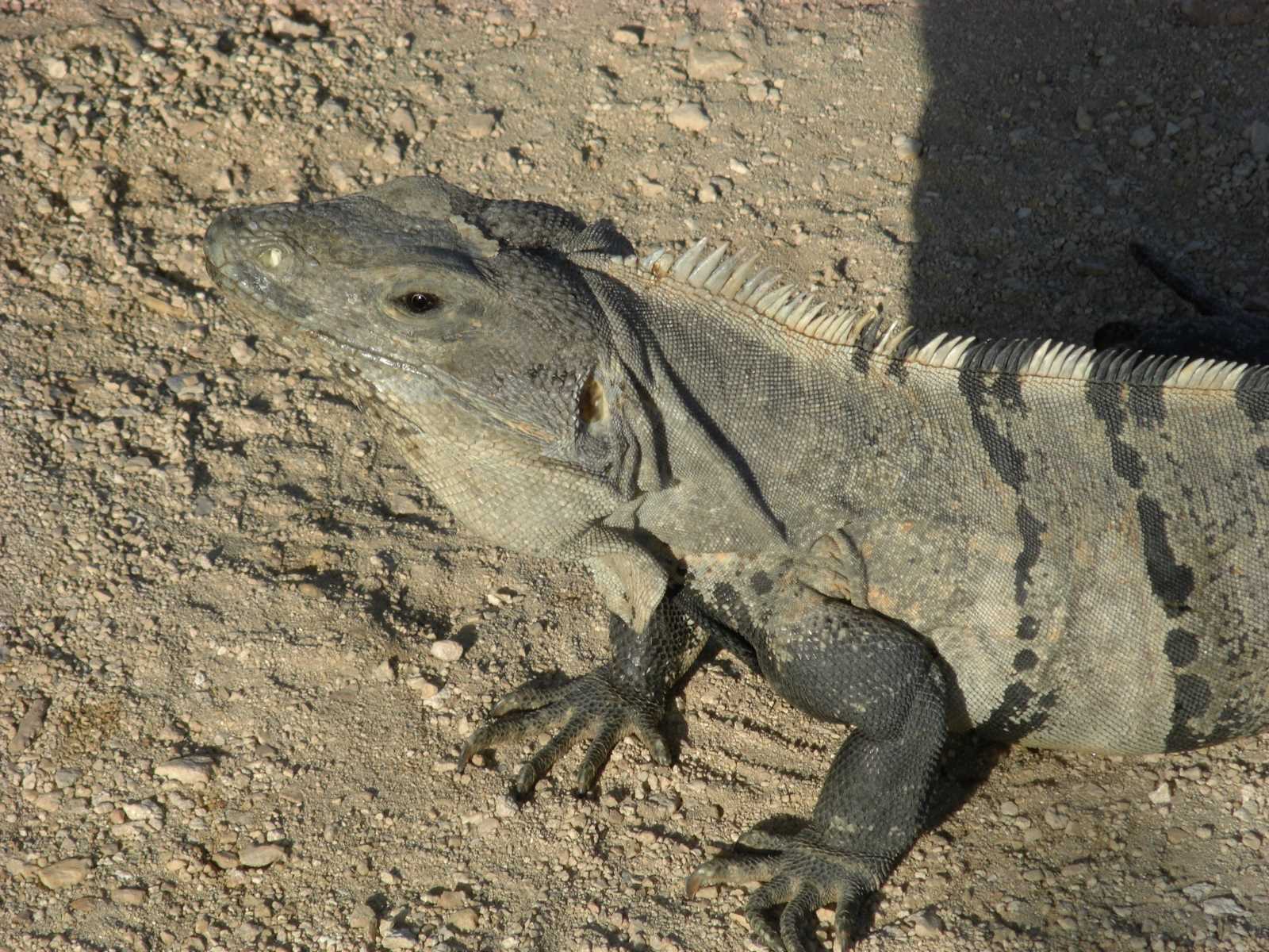 CIMG

0686 Iguana closeup