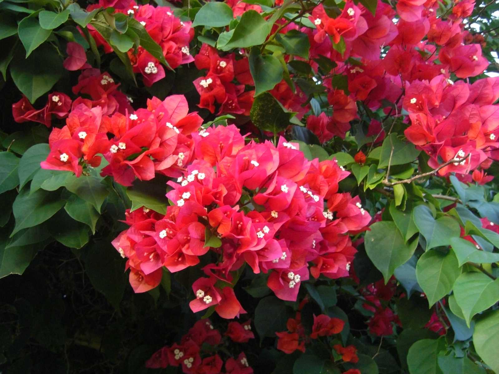 CIMG
0704 bougainvillea 