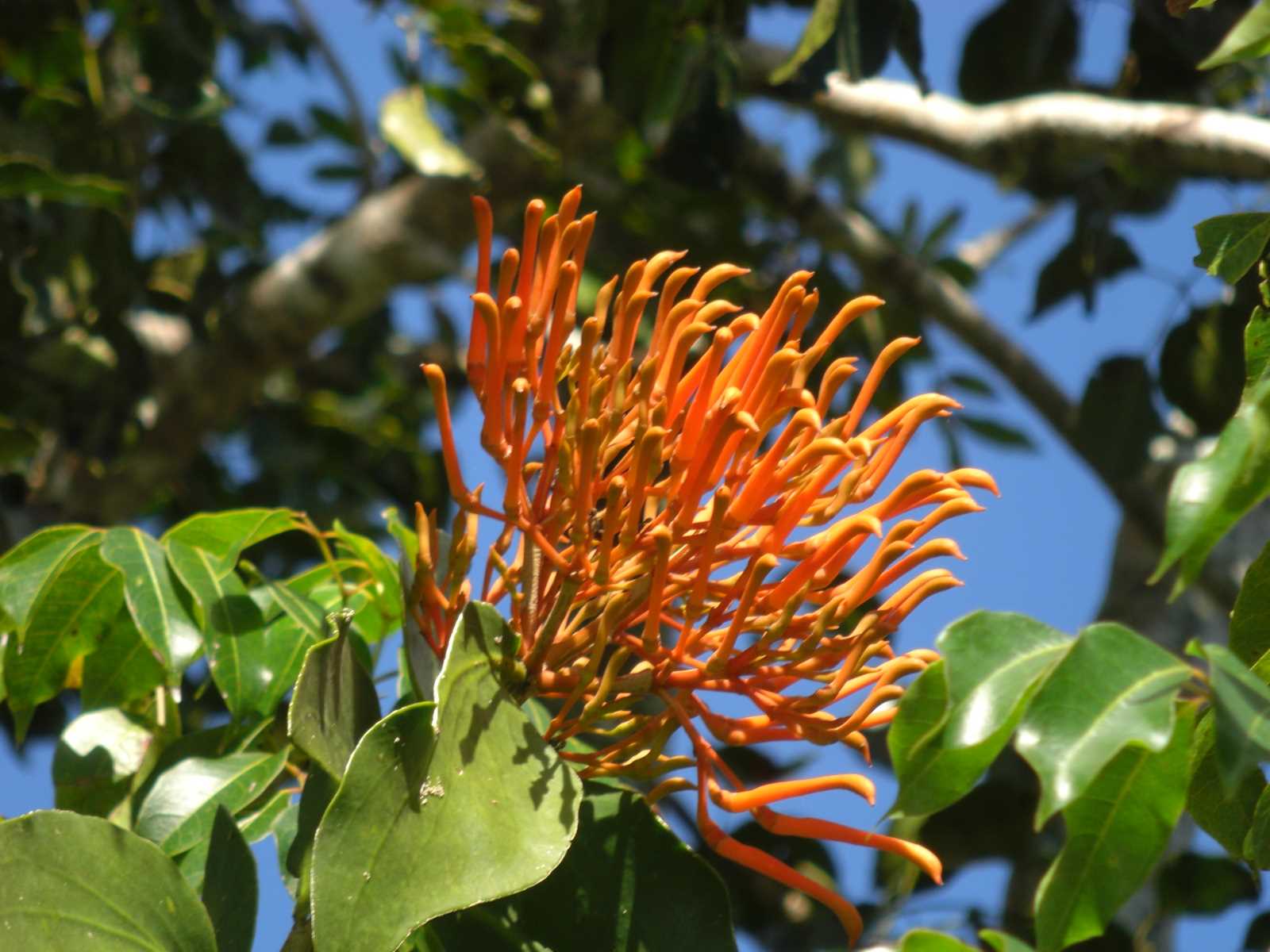 CIMG07
20 orange flowers