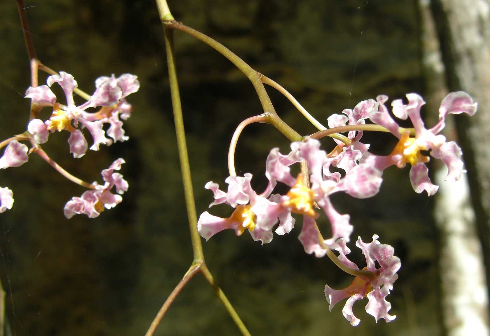 CIMG
0741cr orchids

