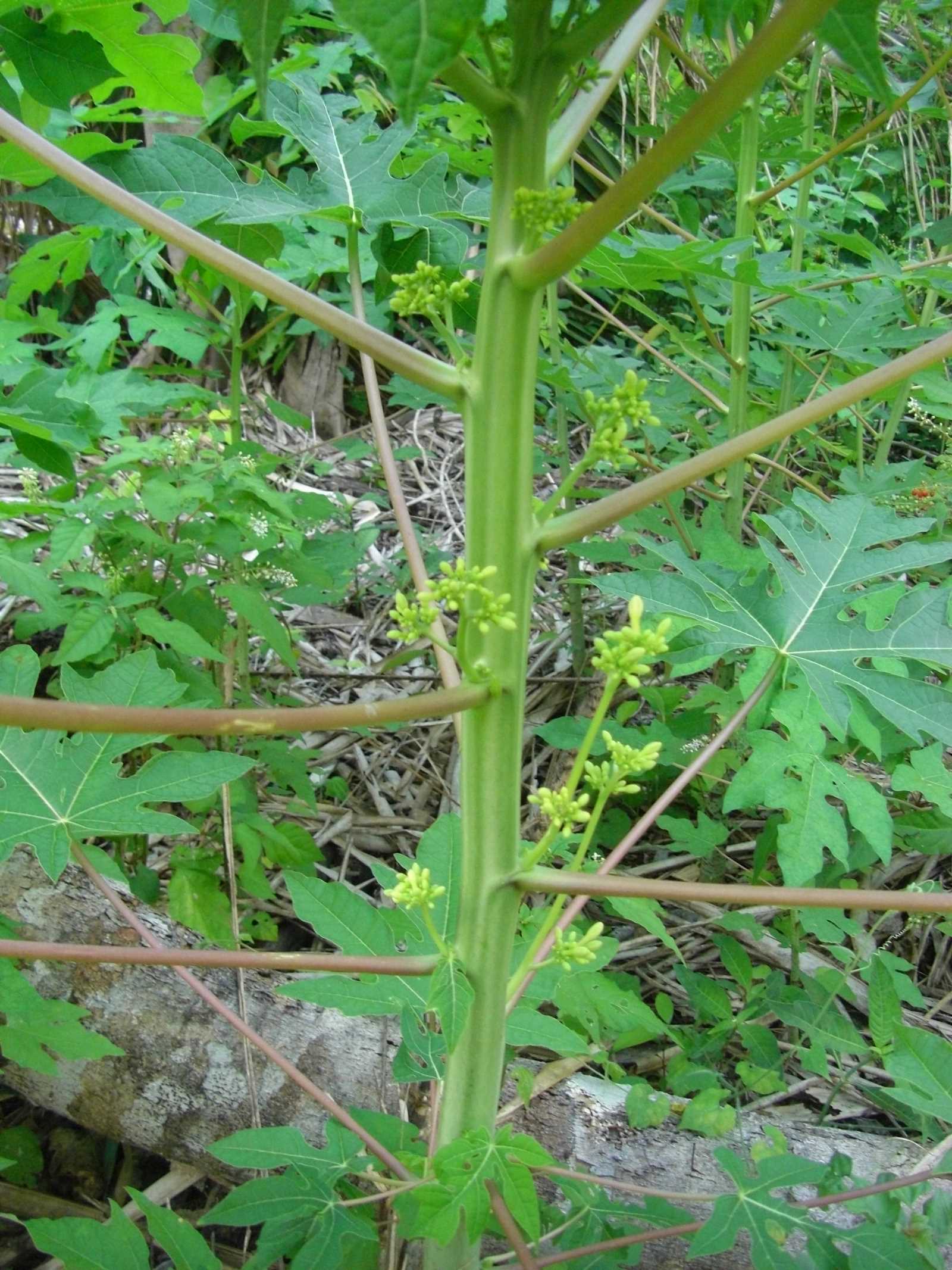 CIMG08
54 papaya
