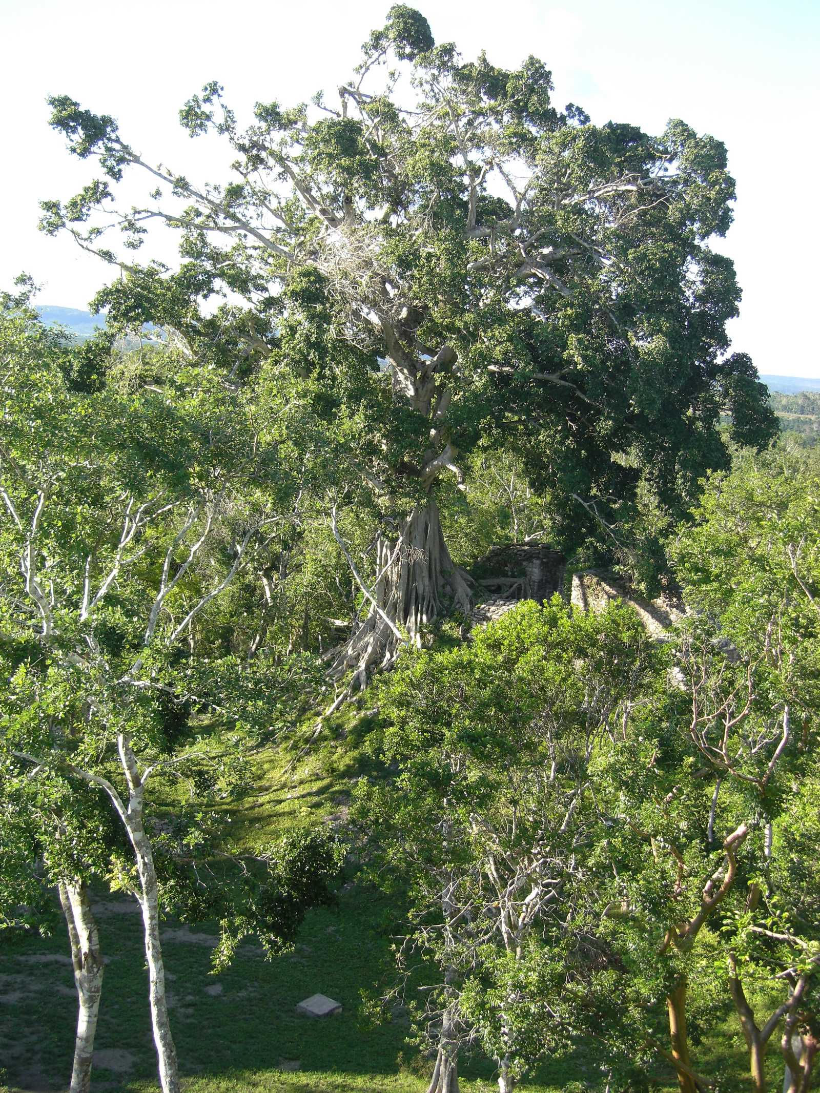 CIMG10
26 big tree from above
