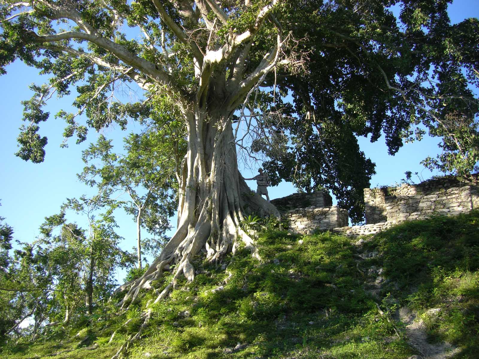 CIMG10
33 Joe and big tree
