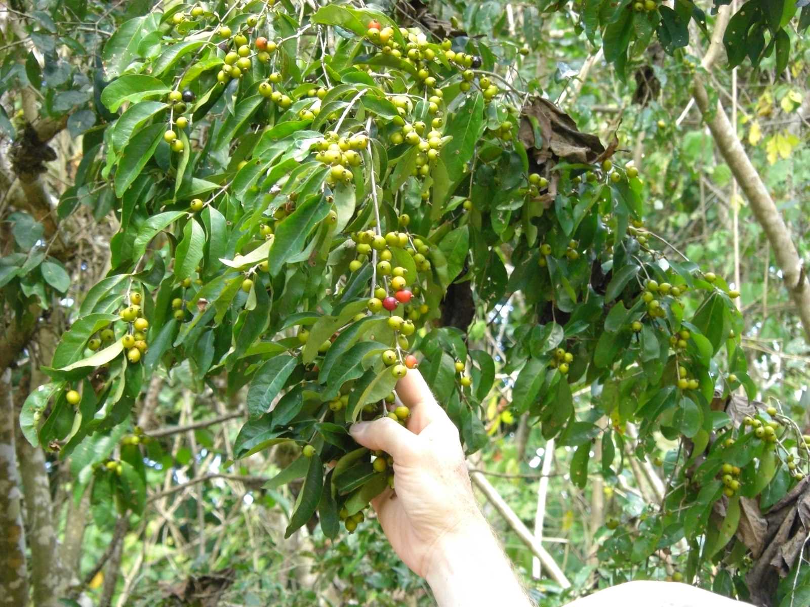 CIMG15
84 coffee tree?
